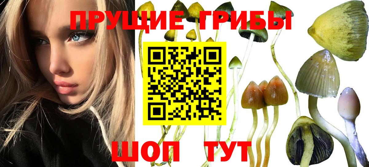 Отрадный  Галлюциногенные грибы мицелий  Галлюциногенные грибы Magic Shrooms  купить   Вход с VPN 